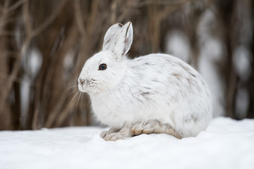 Obraz premium White Snowshoe Hare in Winter