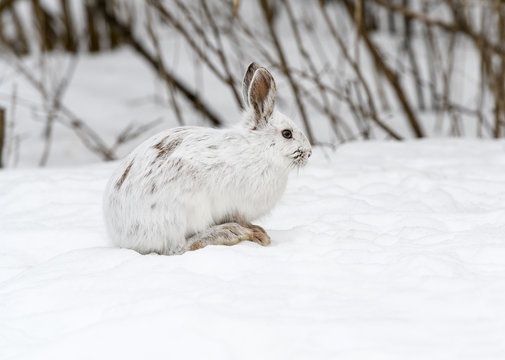 White Snowshoe Hare Portrait in Early Spring