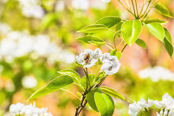 Flowering branch of pear tree on blurred background spring garden