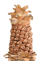 Nuts of cedar pine