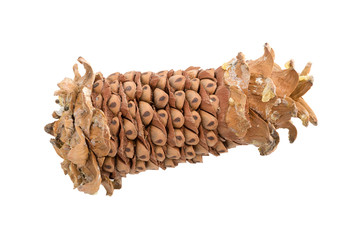 Nuts of cedar pine.