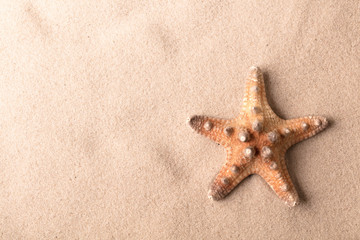 Fototapeta na wymiar exotic tropical sea starfish on beach sand. Sandy texture background with star fish. Simmer time vacation concept.