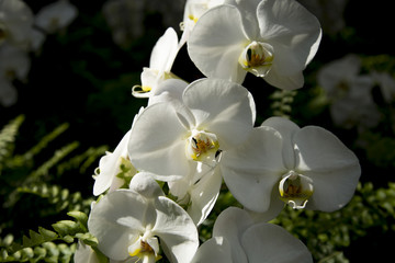 Orchids