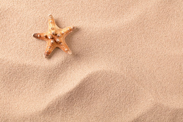 Sea starfish on beach sand