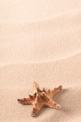 Fototapeta na wymiar sea starfish on sandy beach. Star fish in seand.