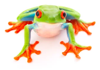 Papier Peint photo Grenouille Red eyed tree frog an animal with vibrant eyes. Agalychnis callydrias lives in the rain forest of Costa Rica and Panama. Amphibian isolated on white background. .