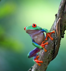 Red eyed tree frog, Agalychnis callydrias ready to jump. A tropical animal from the rain forest of Costa Rica