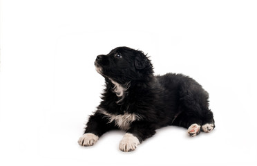 Black puppy isolated