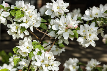 Obraz premium White spring flowers of apple tree, close up