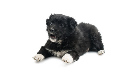 Black puppy isolated