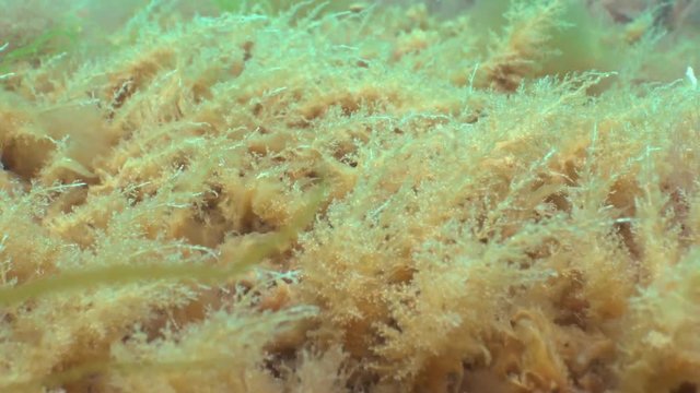 Hydroid polyps Obelia on stones in the Black Sea