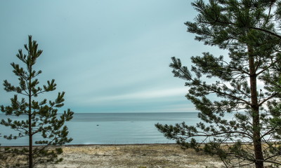 Pines on the shore of the Baltic Sea. Beach background. Kurzeme, Latvia