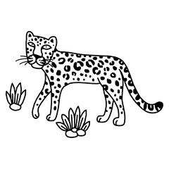 illustration of leopard, graphic vector animal