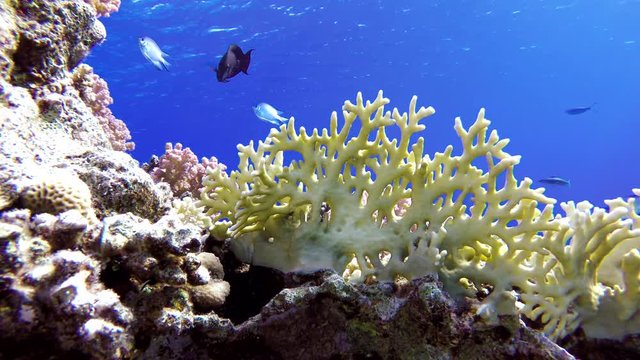 Coral reef and beautiful fish.  Underwater life in the ocean
