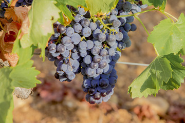 Weintrauben zur Weinlese