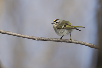 Obraz premium Golden-crowned-Kinglet