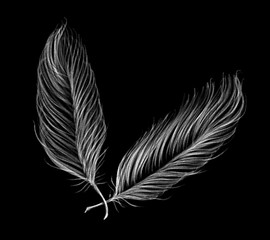 Drawn by pencil black set of feathers on the black background, isolated illustration by hand, high quality