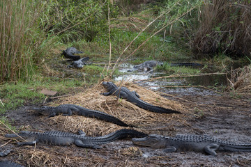 American alligator