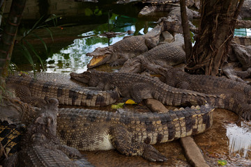 Sleeping crocodiles. Muzzle close-up, texture of crocodile skin. Full crocodiles
