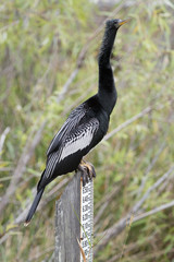 Anhinga