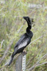 Anhinga