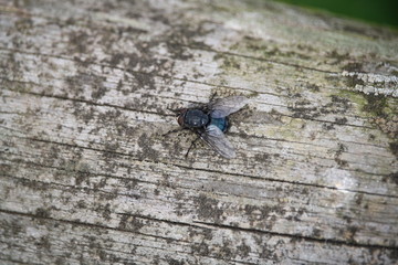 Calliphora vomitoria