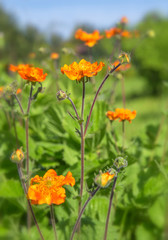 Red  avens (Geum coccineum) in garden on sunny day.  Small bright red orange flowers in the sunlight. Spring summer nature background.