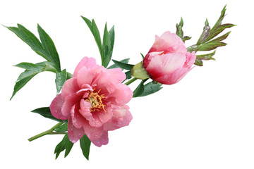 Obraz na płótnie Canvas Pink Peony flower