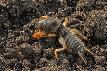 Gryllotalpa gryllotalpa, European mole cricket - agricultural pest on the background soils.