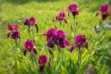 Obraz premium Romantic flowerbed in purple tones.Beautiful colorful flowers - iris. Spring flowering. Easter, Mother's, Valentines, Women's, Earh Day.
