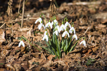 Schneeglöckchen im Laub
