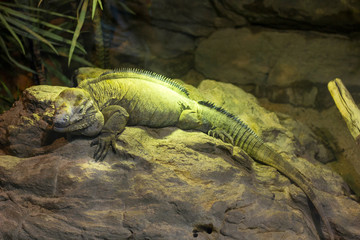 Green iguana terrarium standing on the rock under the light 