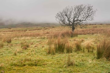 Fototapeta premium Lonely Tree