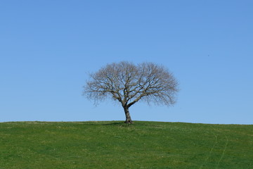 Obraz premium Quercia spoglia