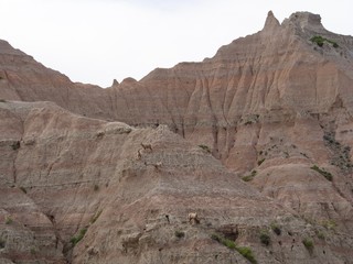 Sheep in the Badlands of South Dakota.