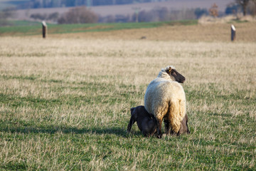 Sheep with lambs on pasture, spring time