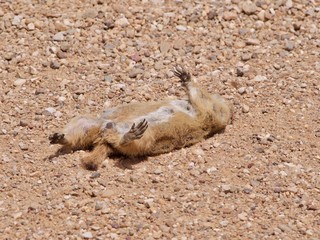 Obraz premium Prairie Dog that bit the dust in South Dakota.