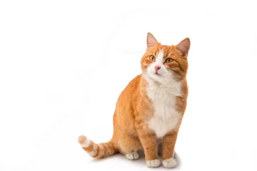 Selbstklebende Fototapete Katze Rote Katze isoliert