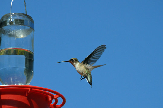Kolibri fliegt eine Futterstation an