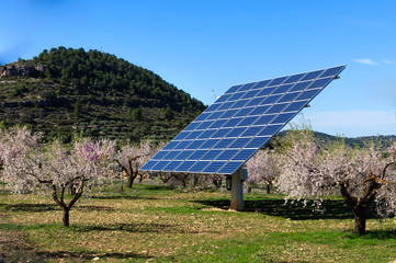 solar panels in the field of almond trees in blossom