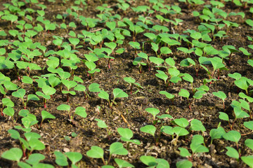 Radish seeds which had just risen. Fresh sprouts