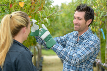 Man and woman inspecting fruit tree