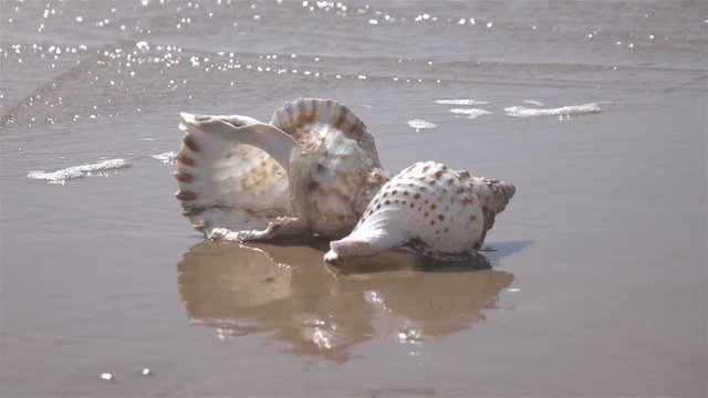 High quality video of sea shell by the ocean in real 1080p slow motion 250fps