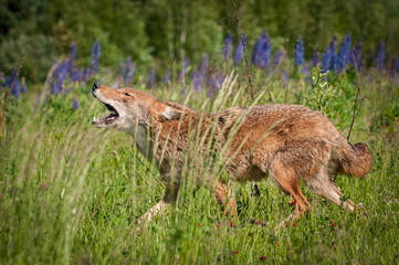 Coyote (Canis latrans) Walks Left Howling