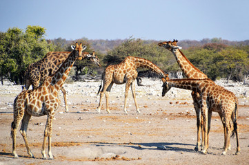 Giraffe in Etosha National Park