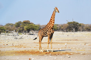 Giraffe in Etosha National Park