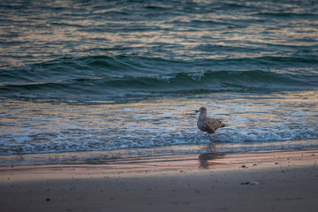 Birds at the sea