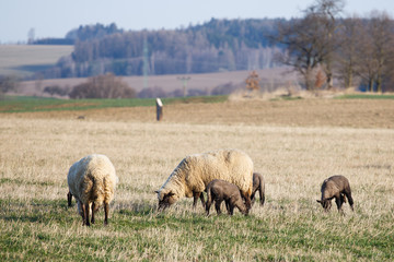 Naklejka na ściany i meble Sheep with lambs on pasture, spring time