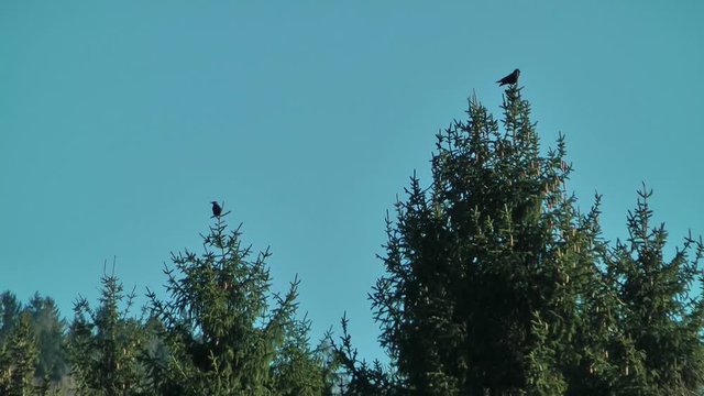 Kr&auml;hen in einer schwankenden Fichte