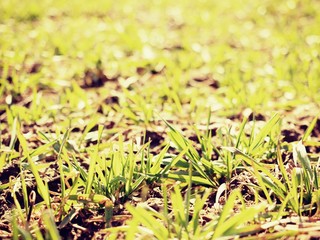 The trails in the spring field of young wheat. Dry cracked clay